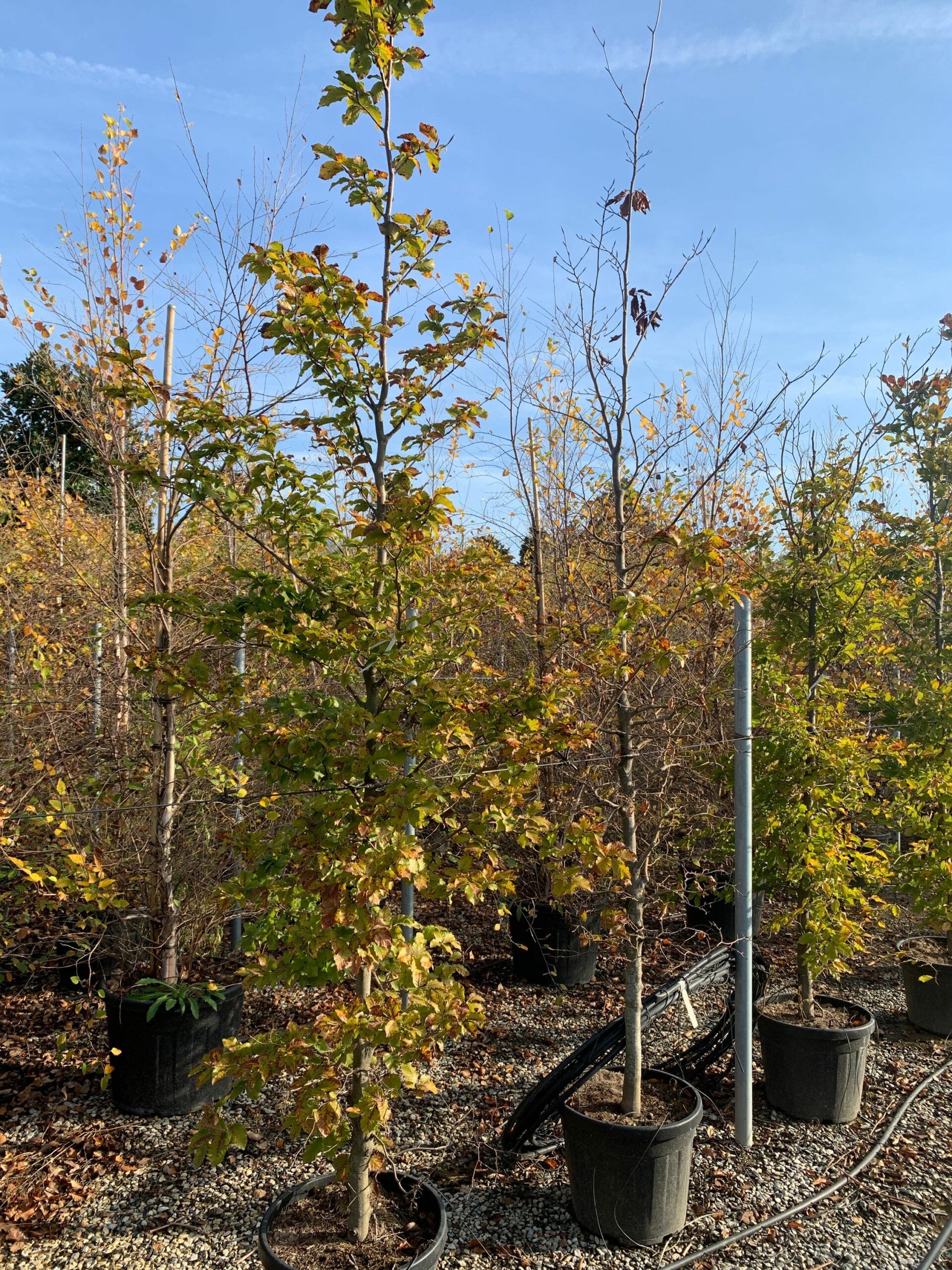 1635494587 scaled cf72bfc0