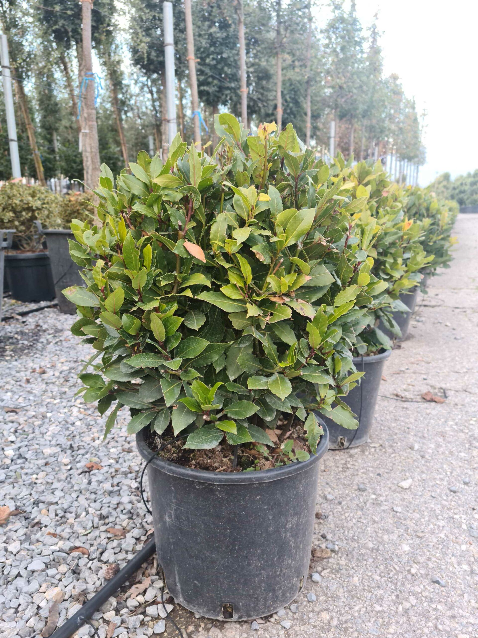 1639493619 scaled cf4dd8d3