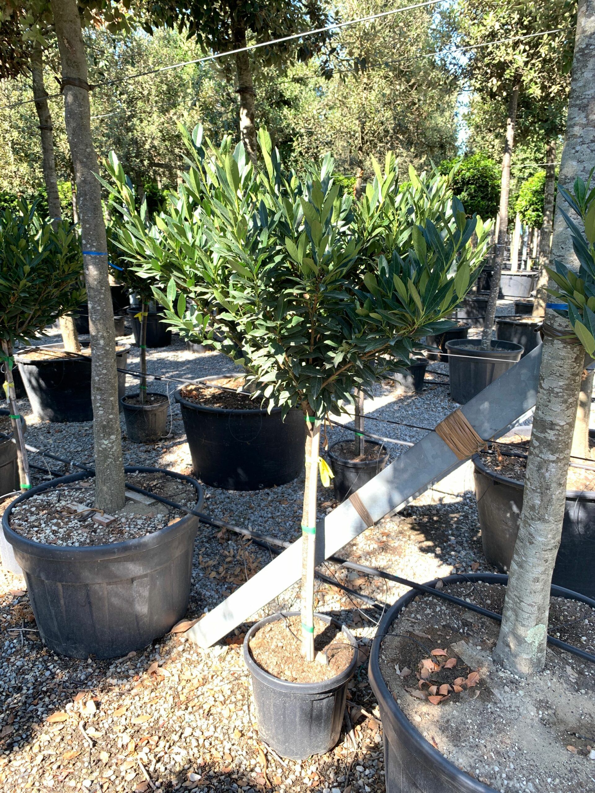 1659600495 scaled cf0499a4