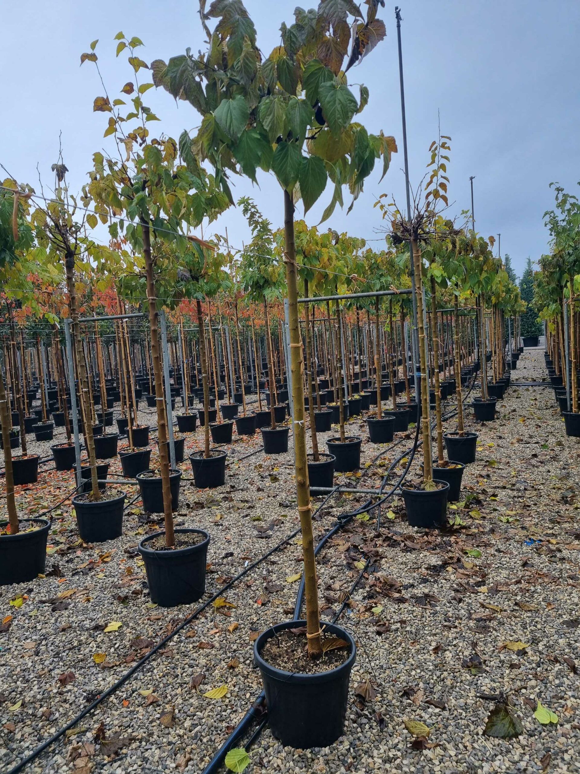 1668591480 scaled cfa04b2a