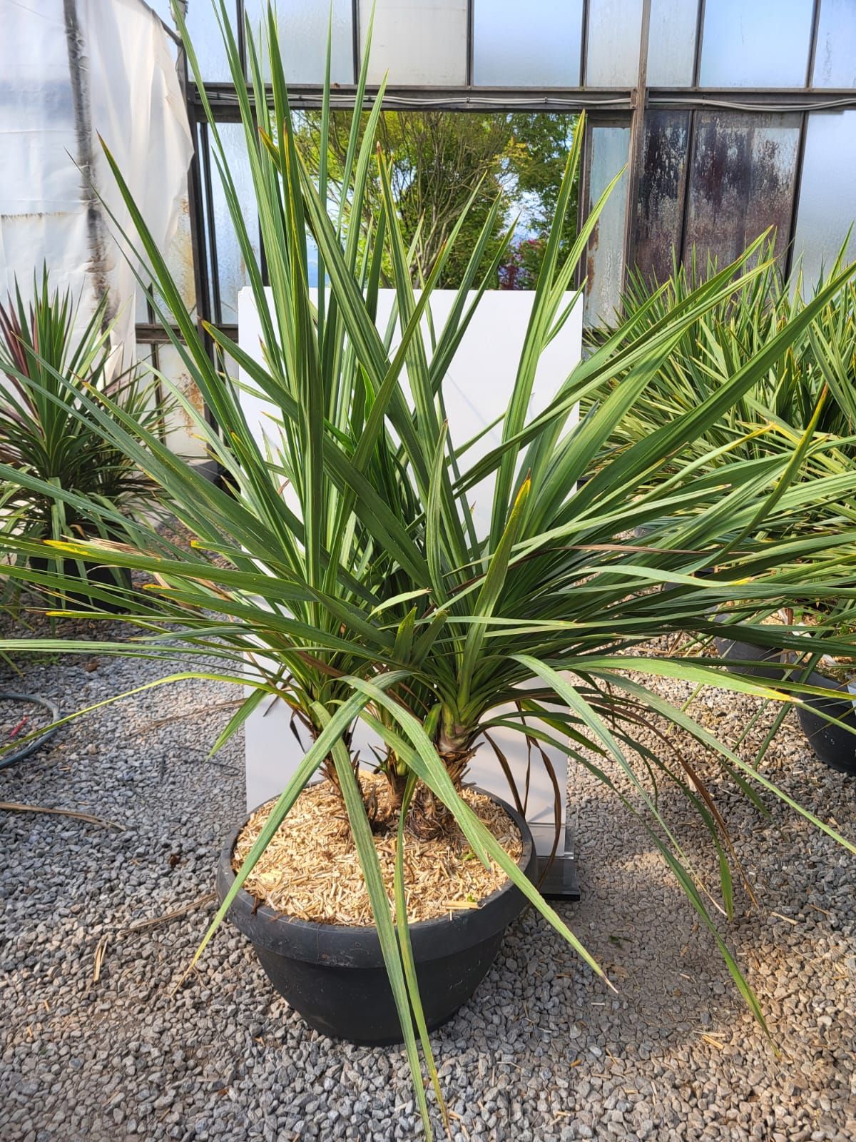 1683024845 Cordyline australis Multitronc coupe50 100 150 cf86a02c