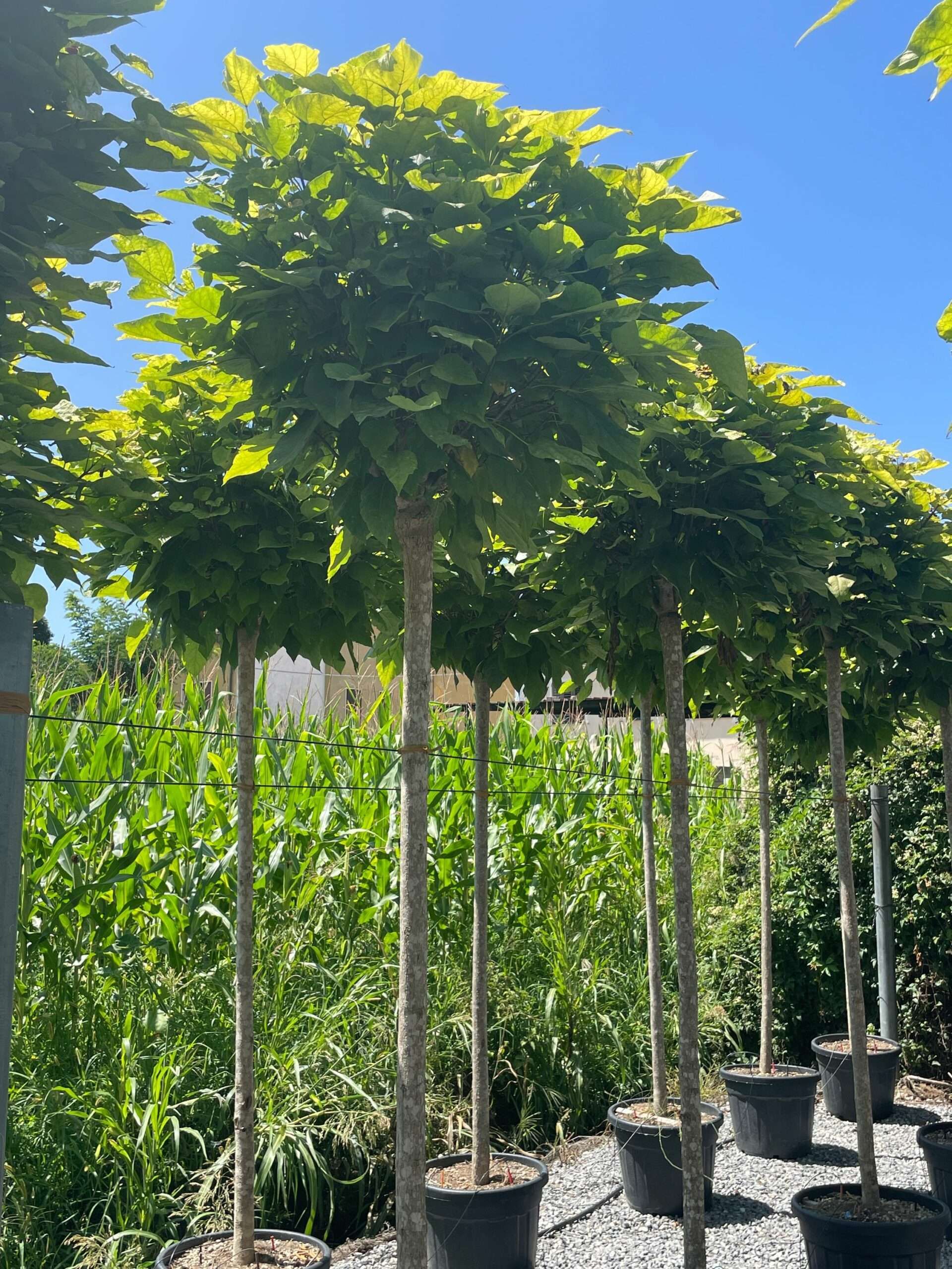 1691405563 scaled cf814122