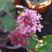 syringa pink perfume 2 cfa15a03