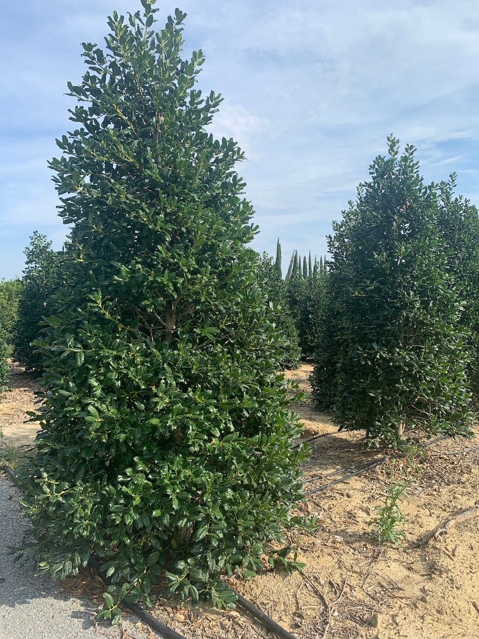 1610790324 k d0197ecf