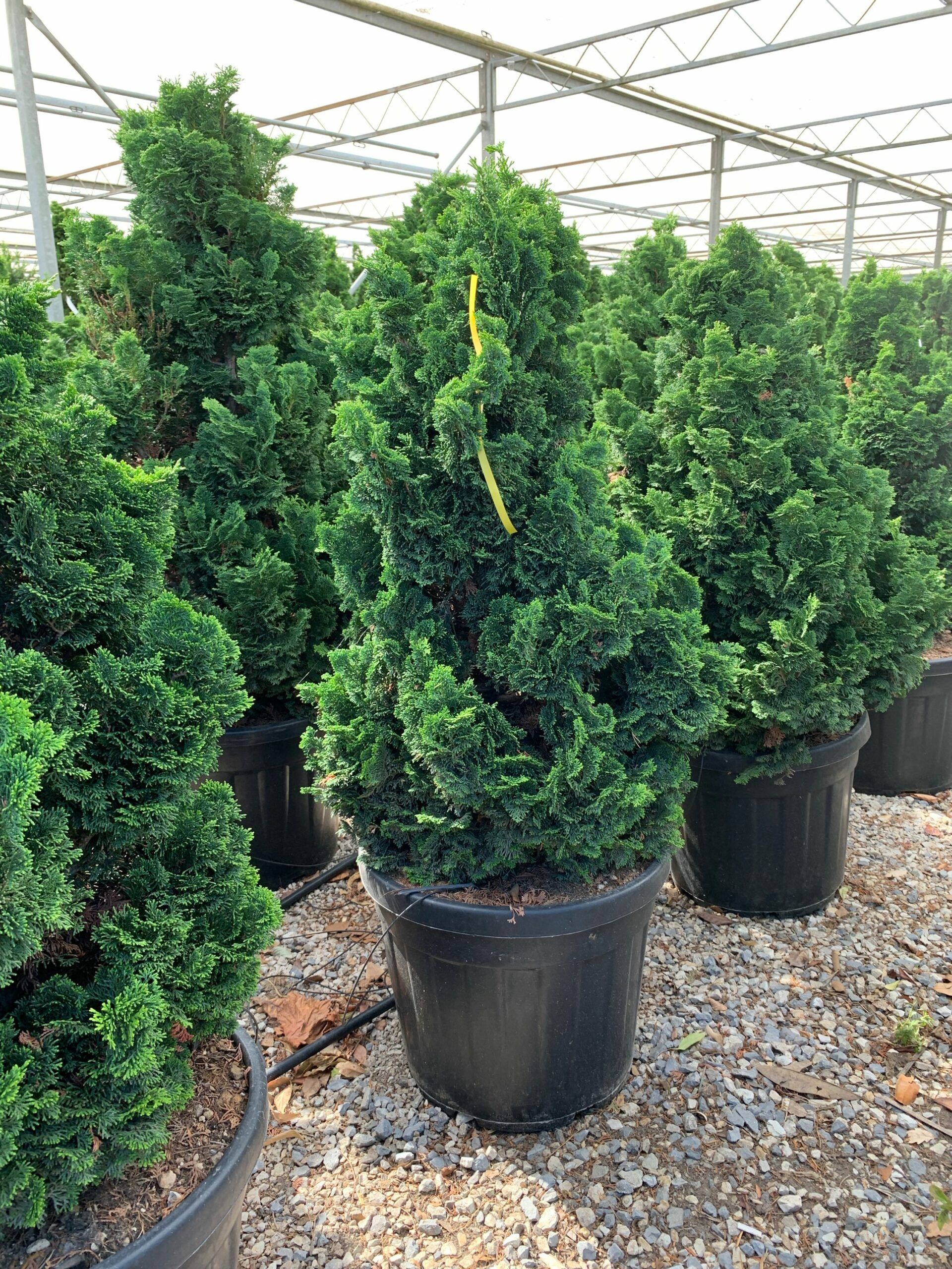 1657526068 scaled d082cf61