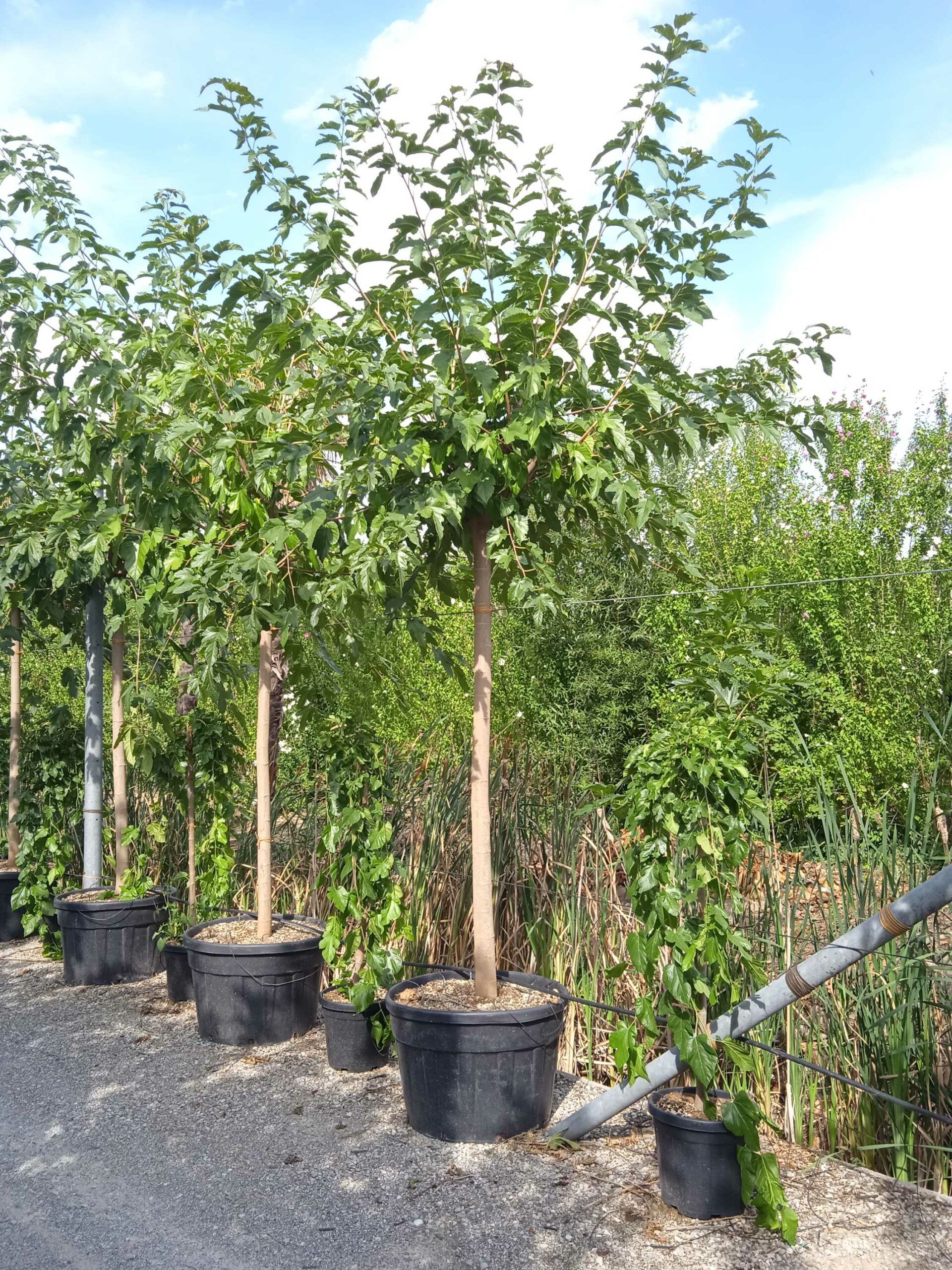 1662040508 scaled d0343153