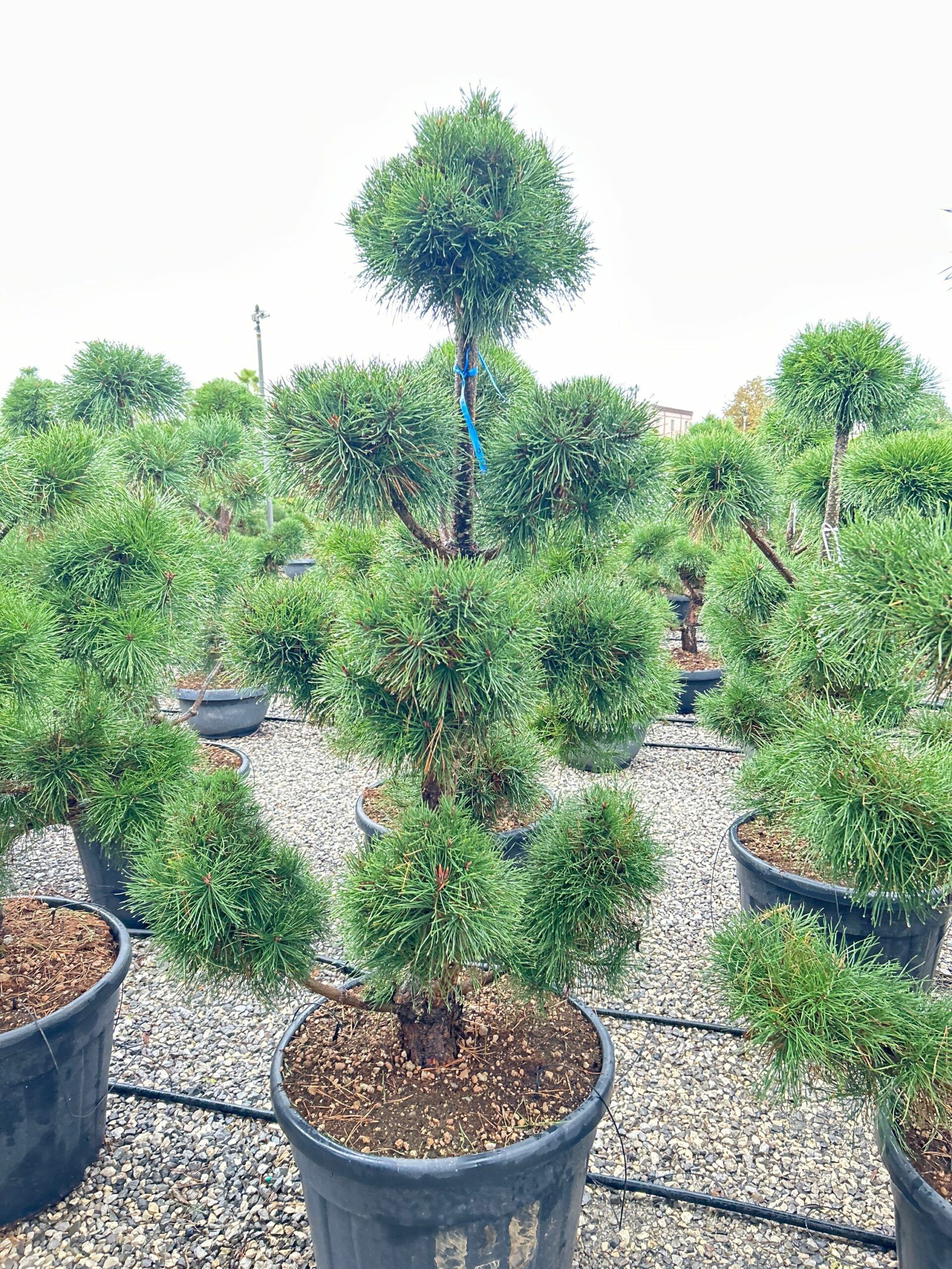 1698159034 scaled d064b88c