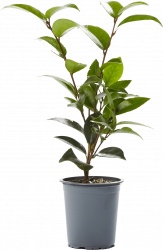 young plants d05c5aa9