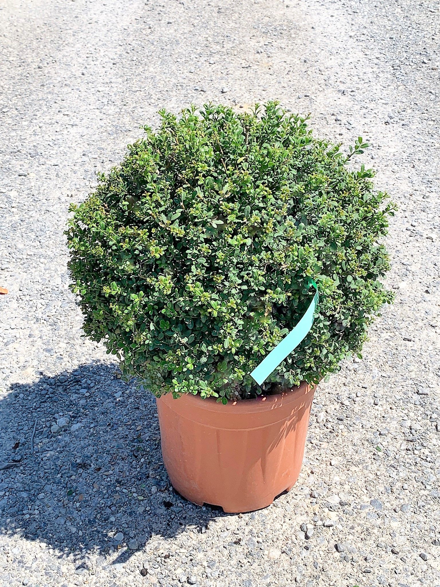 1629987916 012675bdcb54b8556d60f794cc060048692fbe4c1c d1867065