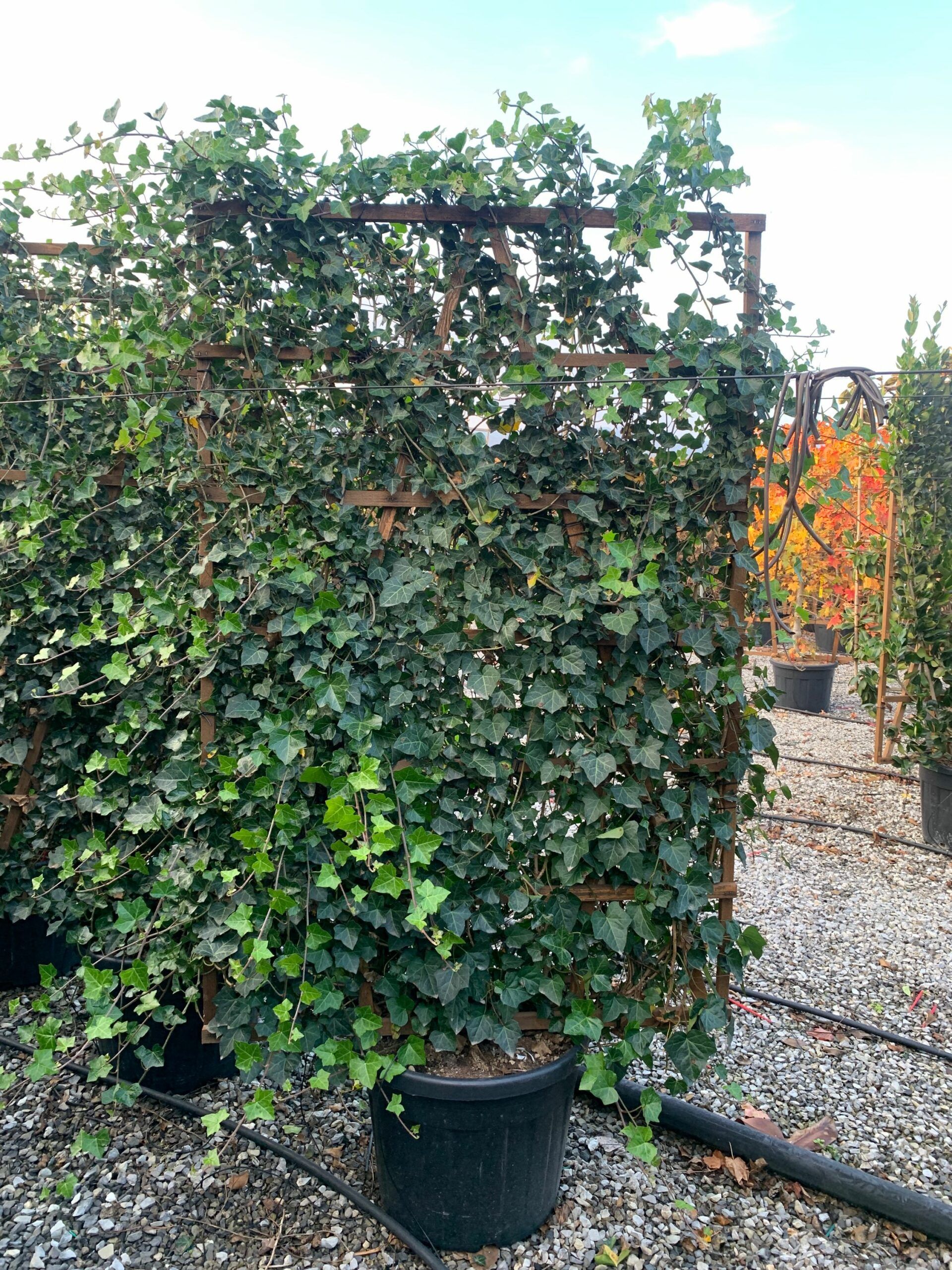 1636642102 scaled d115314a