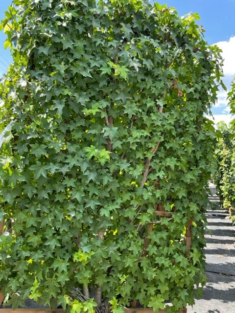 1661586709 IMG 2733 d18c6089