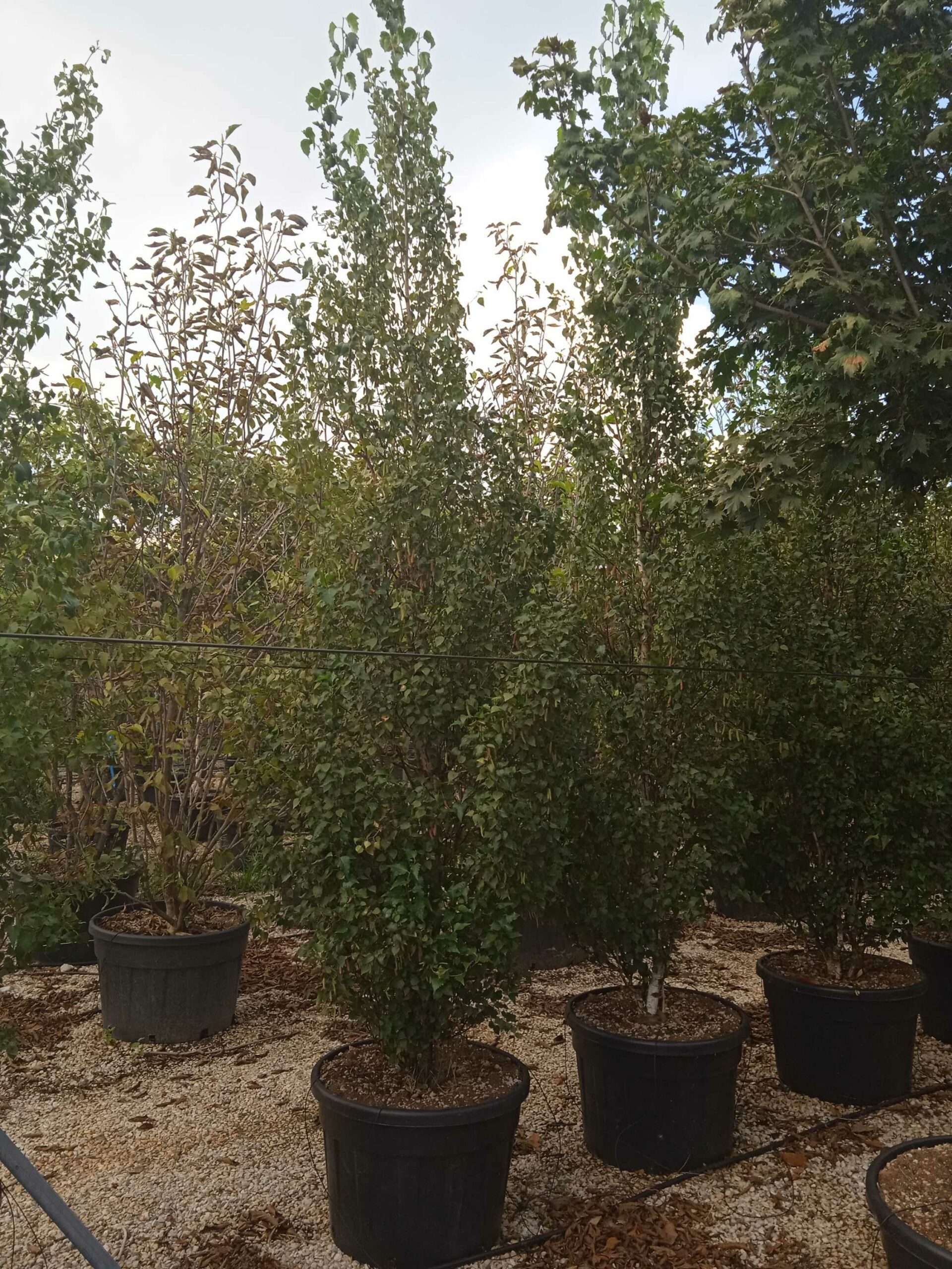 1661778916 scaled d1f7705e