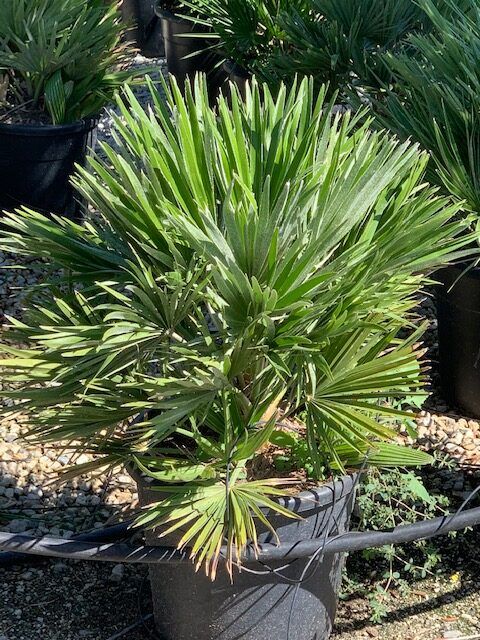 1608061033 rotated d25c94fd