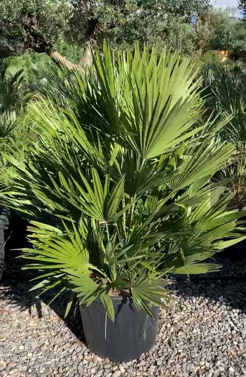 1616581479 01c97934c40148e35f5f2b5765596880d7bab18885 d25acf94