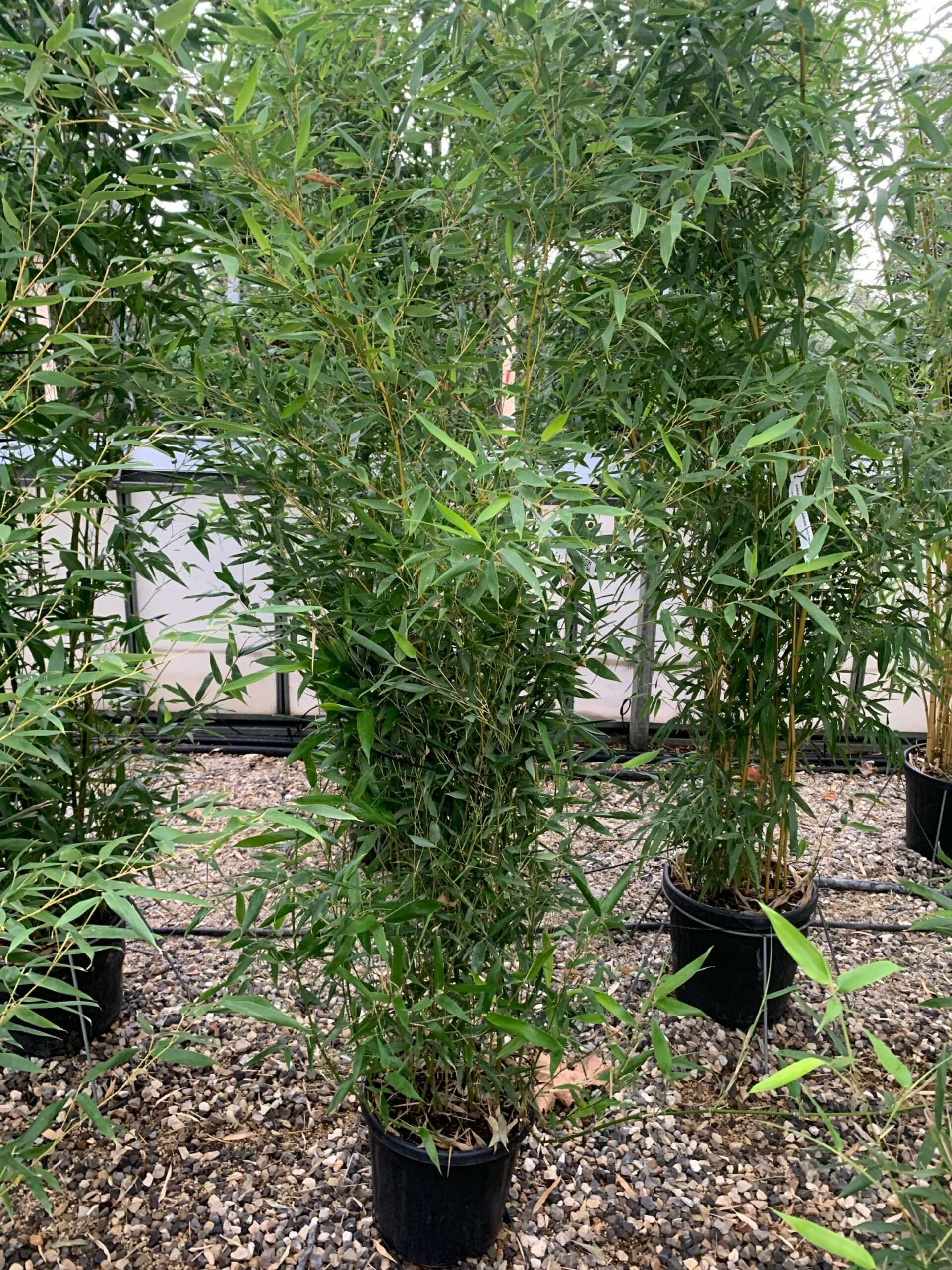 1633336047 scaled d270d94e