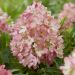 Hydrangea Groundbreaker 28 scaled d2cbbc7e