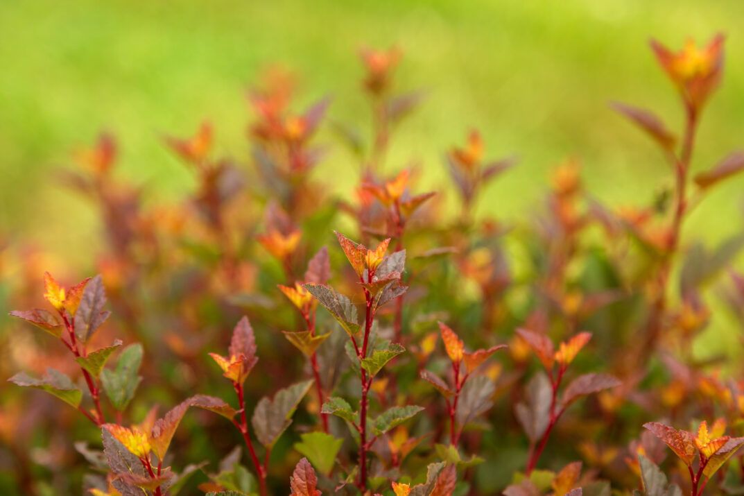 spicy devil 2 d2f419f9