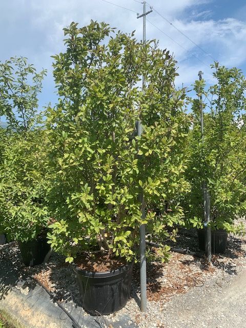 1611299950 Magnolia susan c150 250 300 d322eb2d