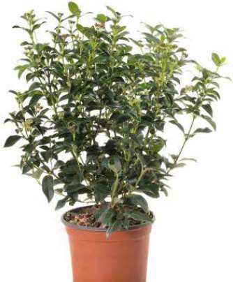 1614102039 Vibtiepc3 d349faf2