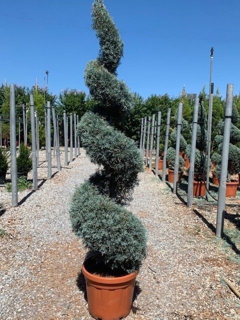 1614164259 Cupressus arizonica Fastigiata d3f3a5ae