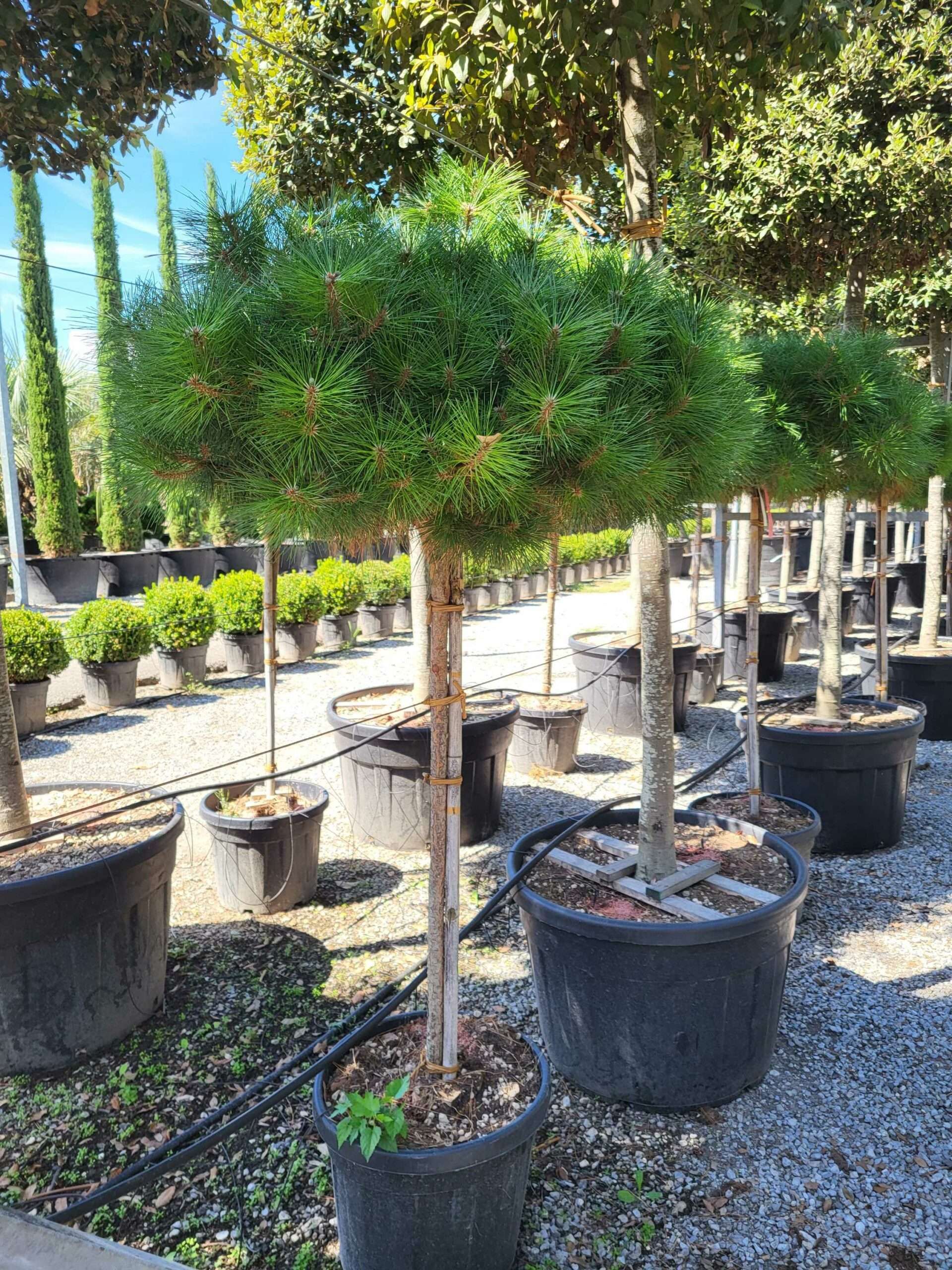 1691673458 scaled d3ef4e48