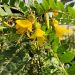 Sophora microphylla Sun King copyright 782111 5 d30b670e