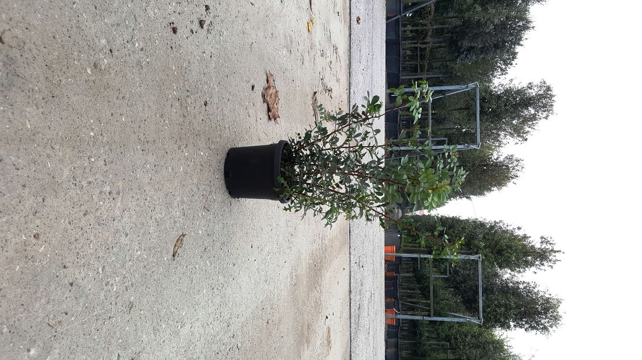 1613029173 Pistacia Lentiscus c3 1 d478ad71