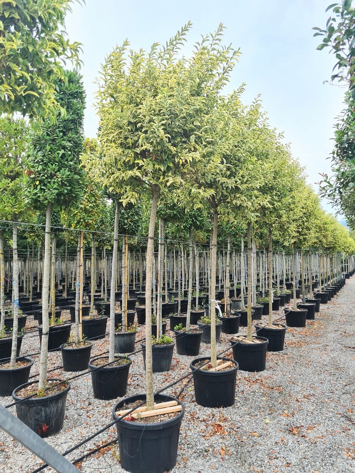 1631797813 lugustr d47b2864