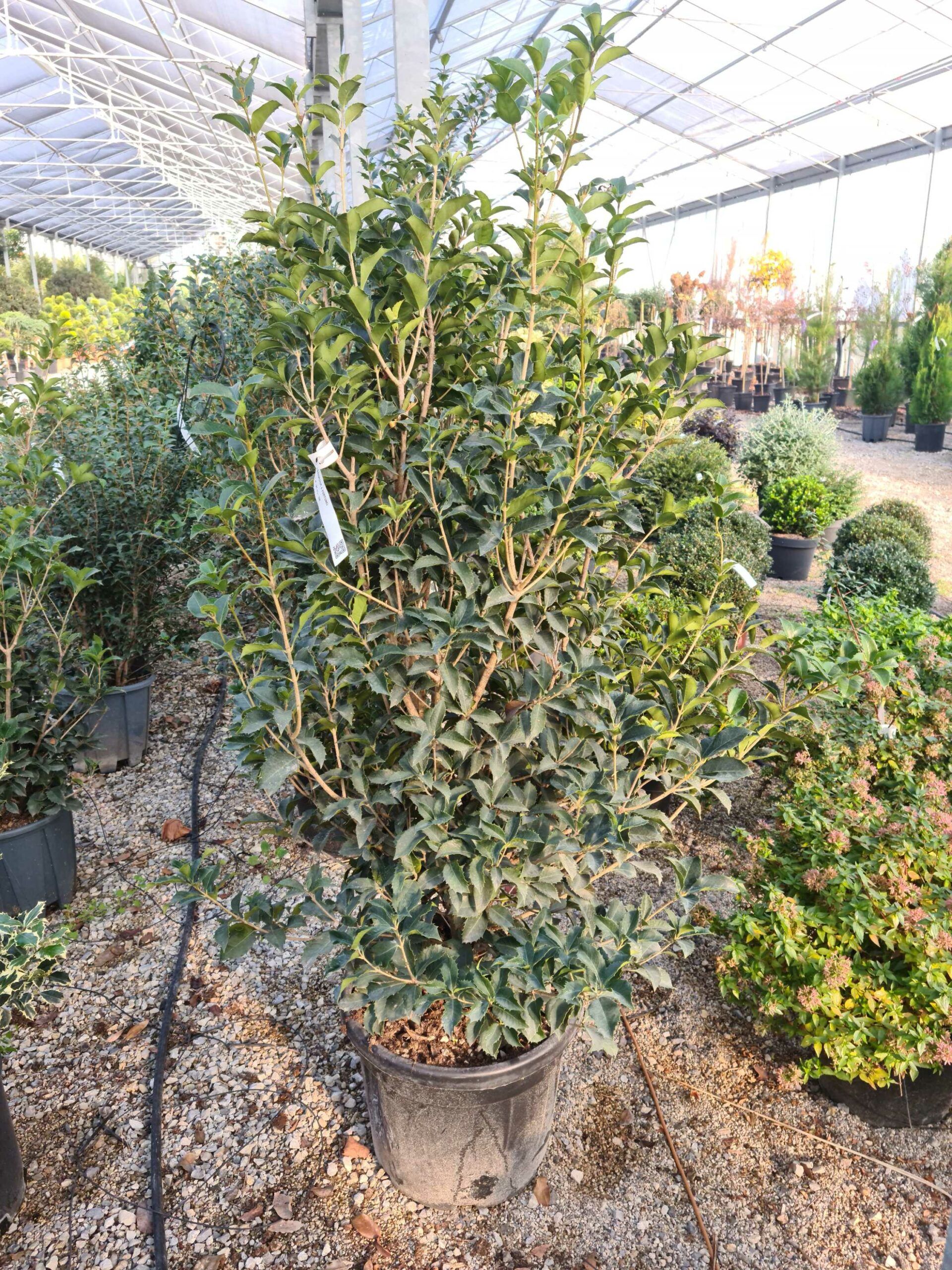 1639476669 scaled d4b200ba