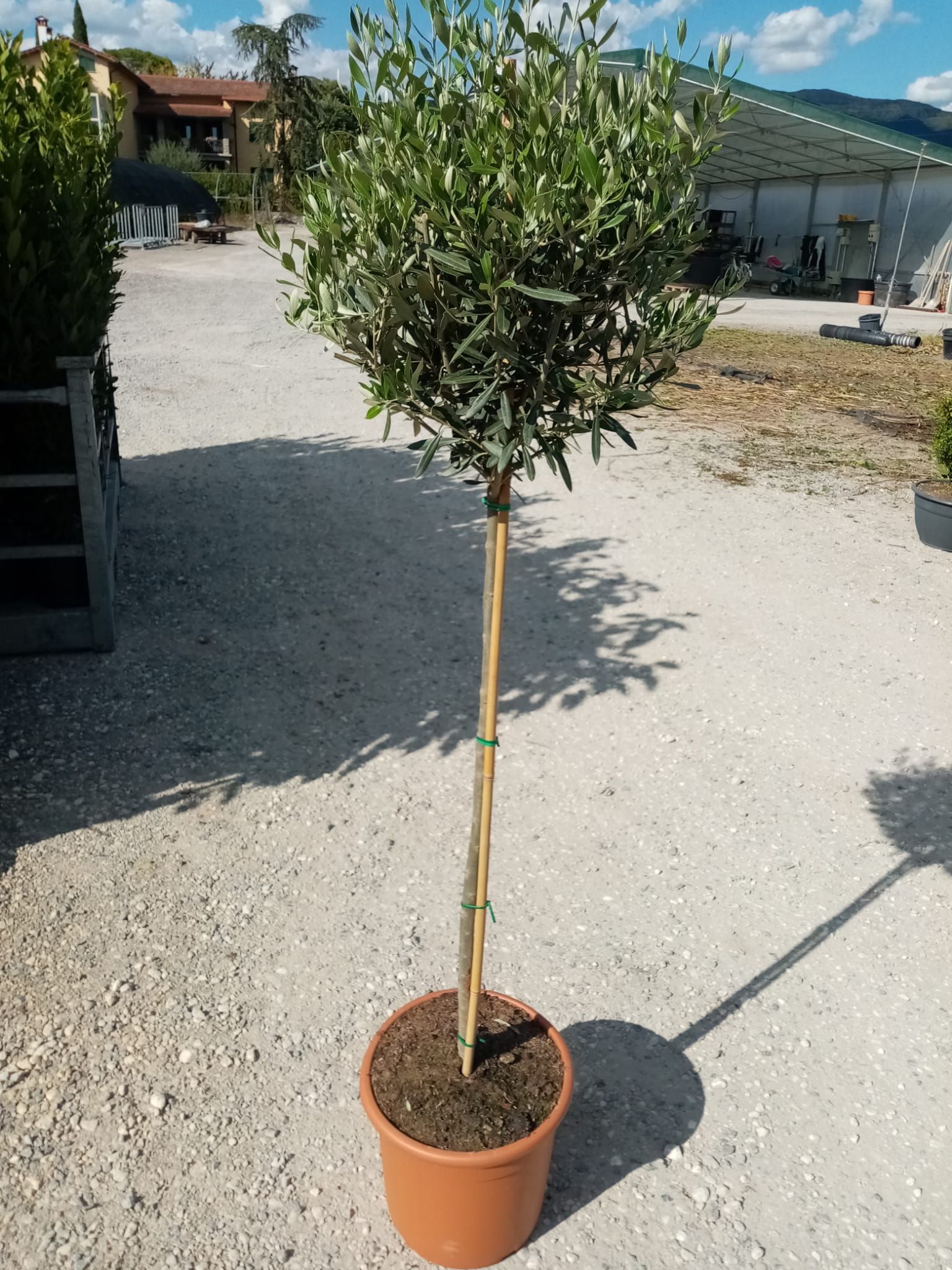 1661592021 olea europaea hstd c18 ball head d4c408c4