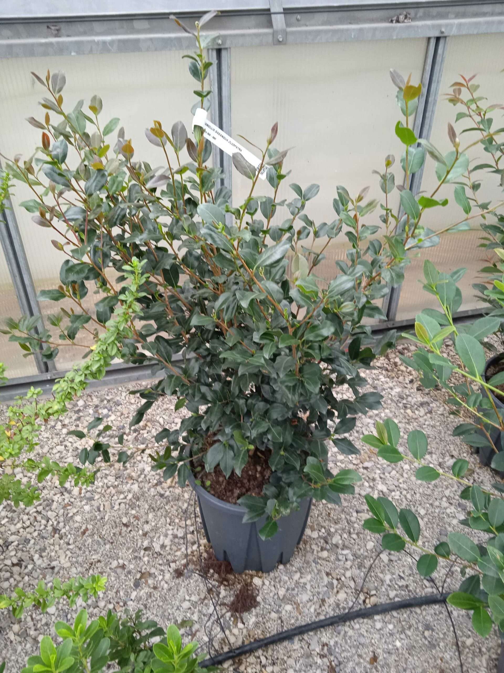 1662189116 scaled d40a26cf