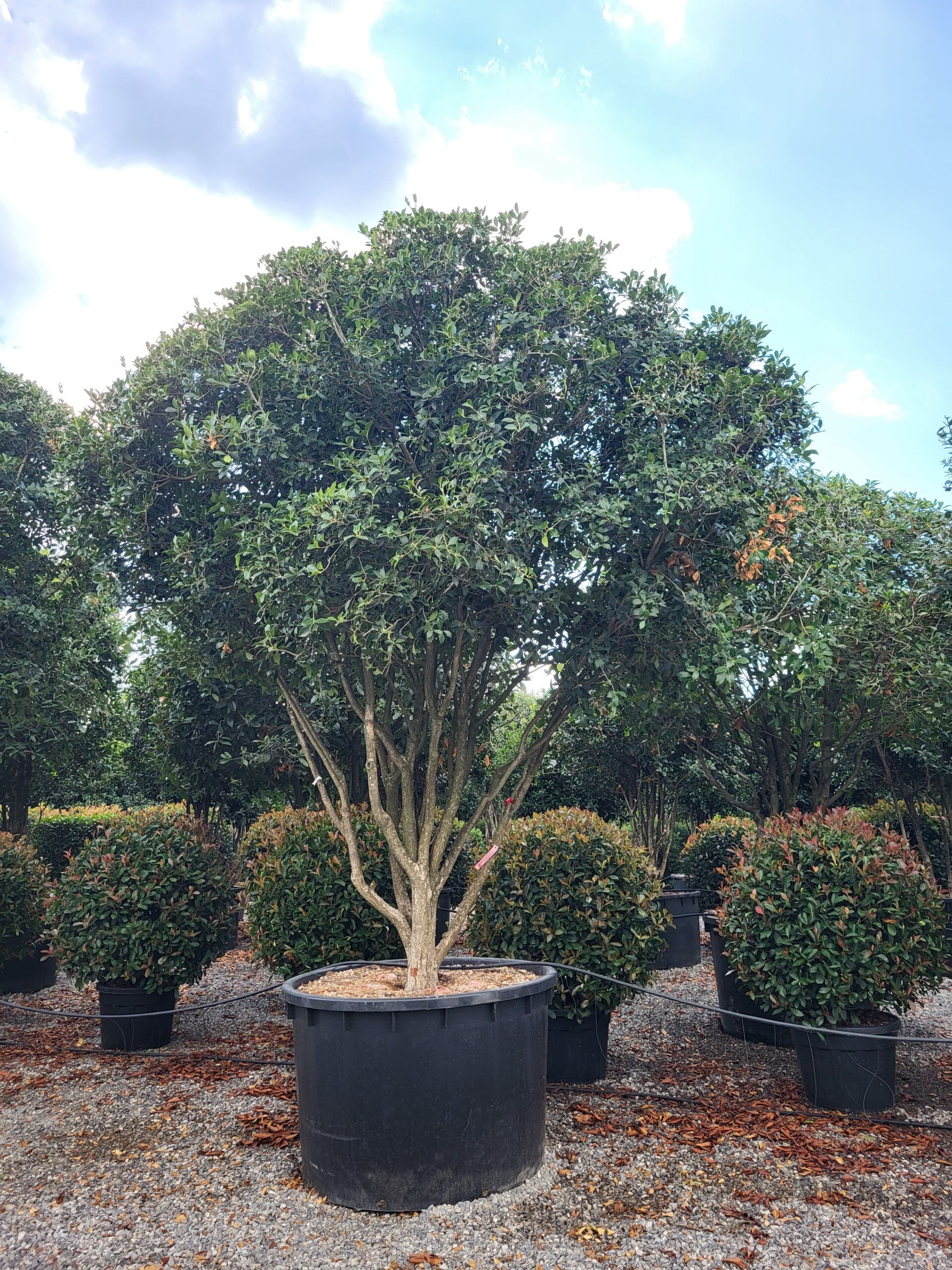 1694788791 scaled d4d7effc