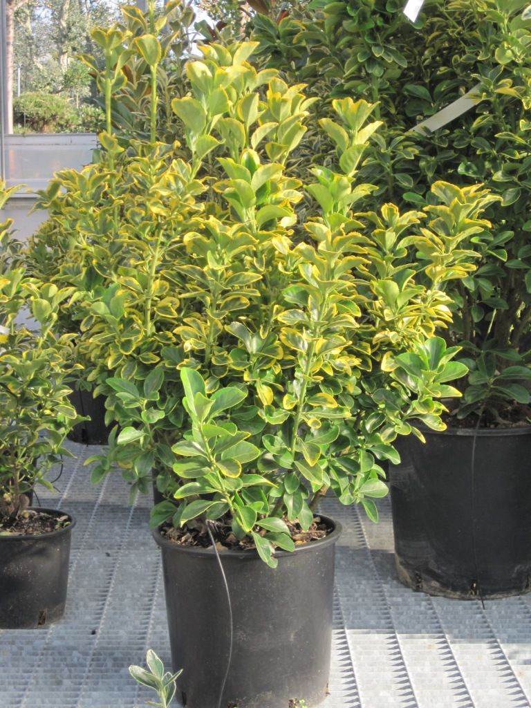 1610737814 euonimus aurea c10 d5292656