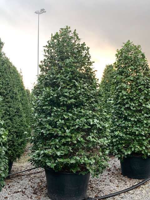 1612438932 camellia japonica C230 285 250 300 d576036d