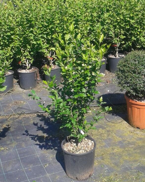 1642067520 Hibiscus Ultramarine 60 80 d530d4ab