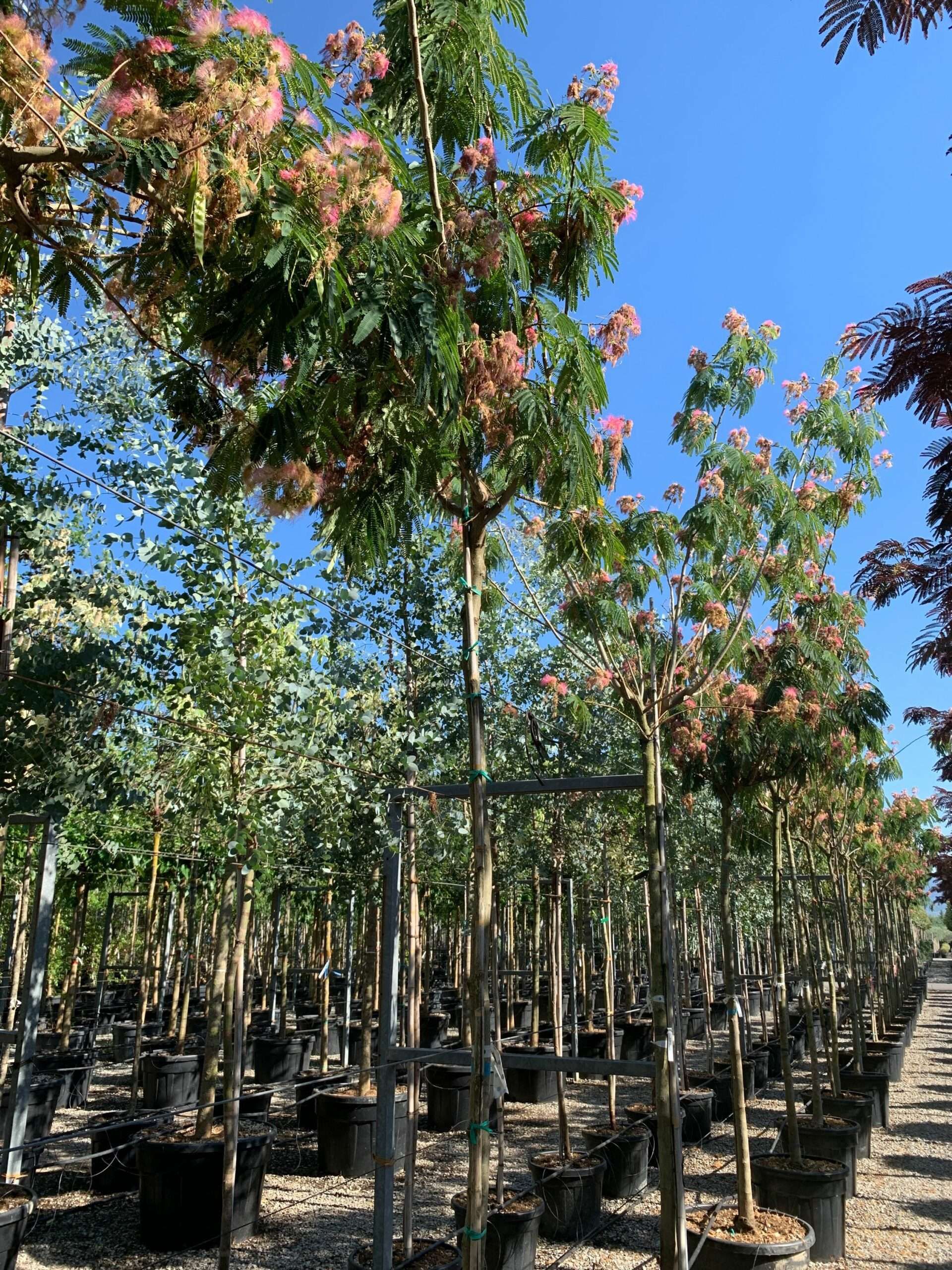 1657898777 scaled d5515531