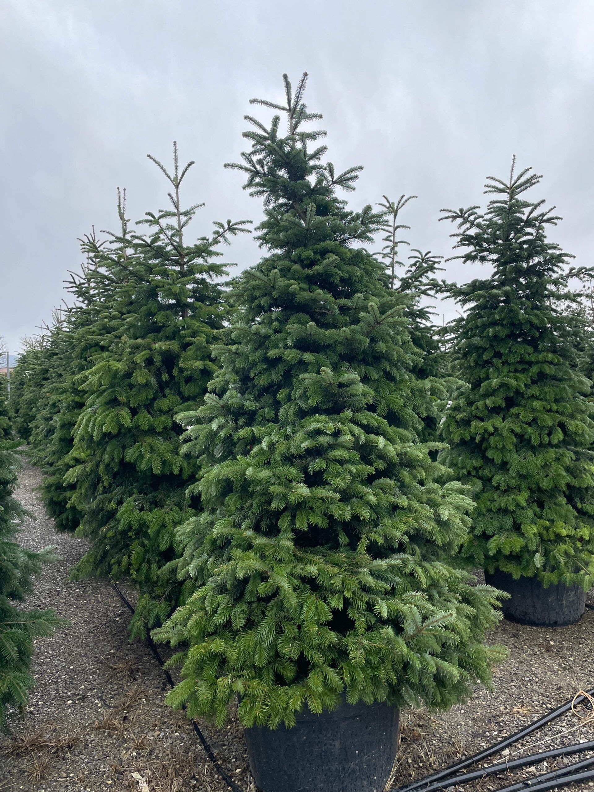 1677402079 scaled d525c501