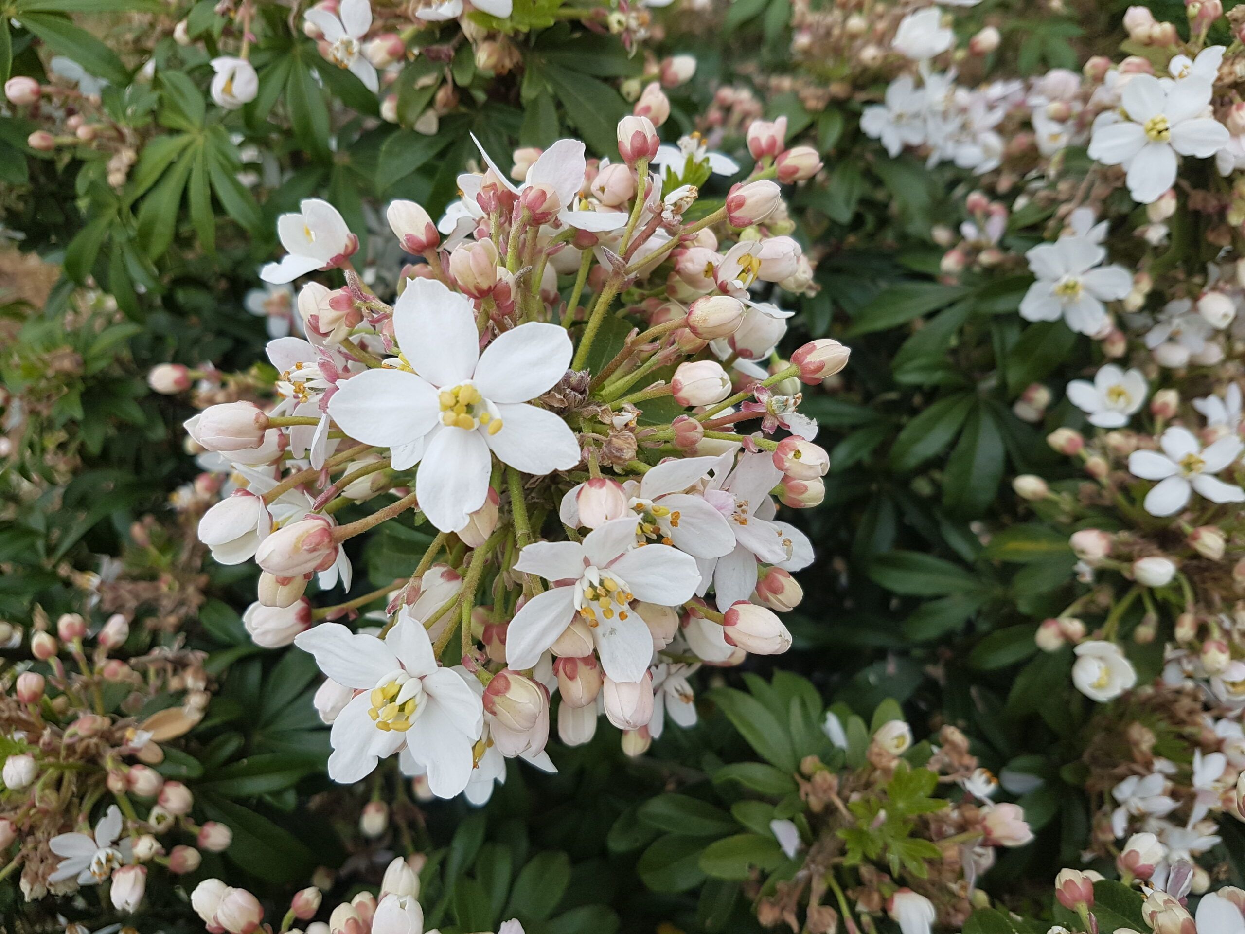 Choisya Greenfingers 20 scaled d512fbf3