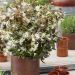 lociwai Loropetalum Ruby Snow Patio3 scaled d5e148c2