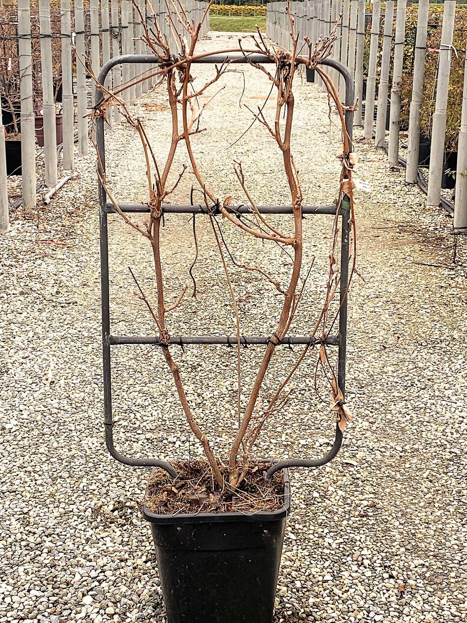 1614157867 7 Wisteria brachybotrys Showa Beni Vqlt 18 090x050 Pleached 36 00 d6e96bcb