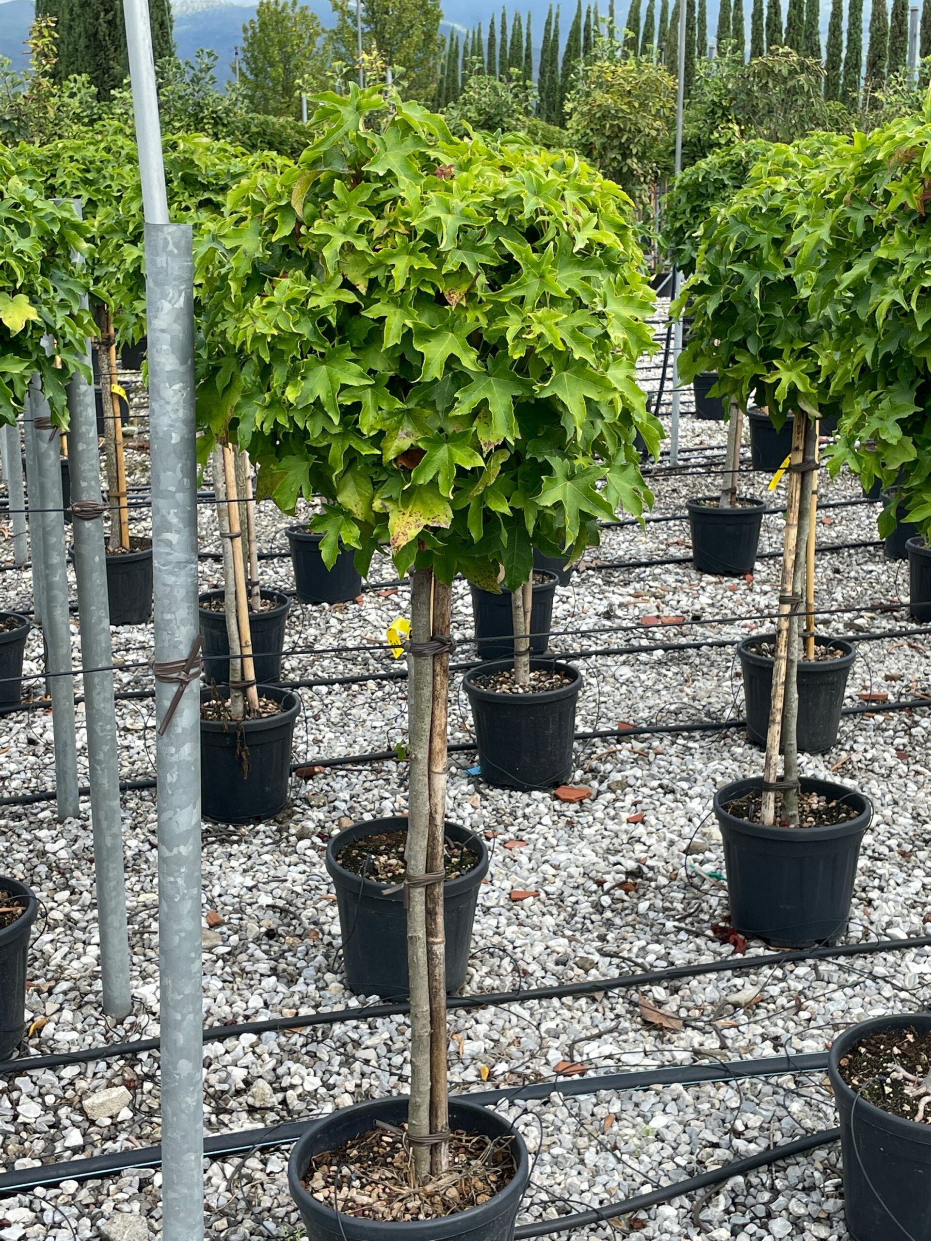 1631959695 scaled d63ba07e