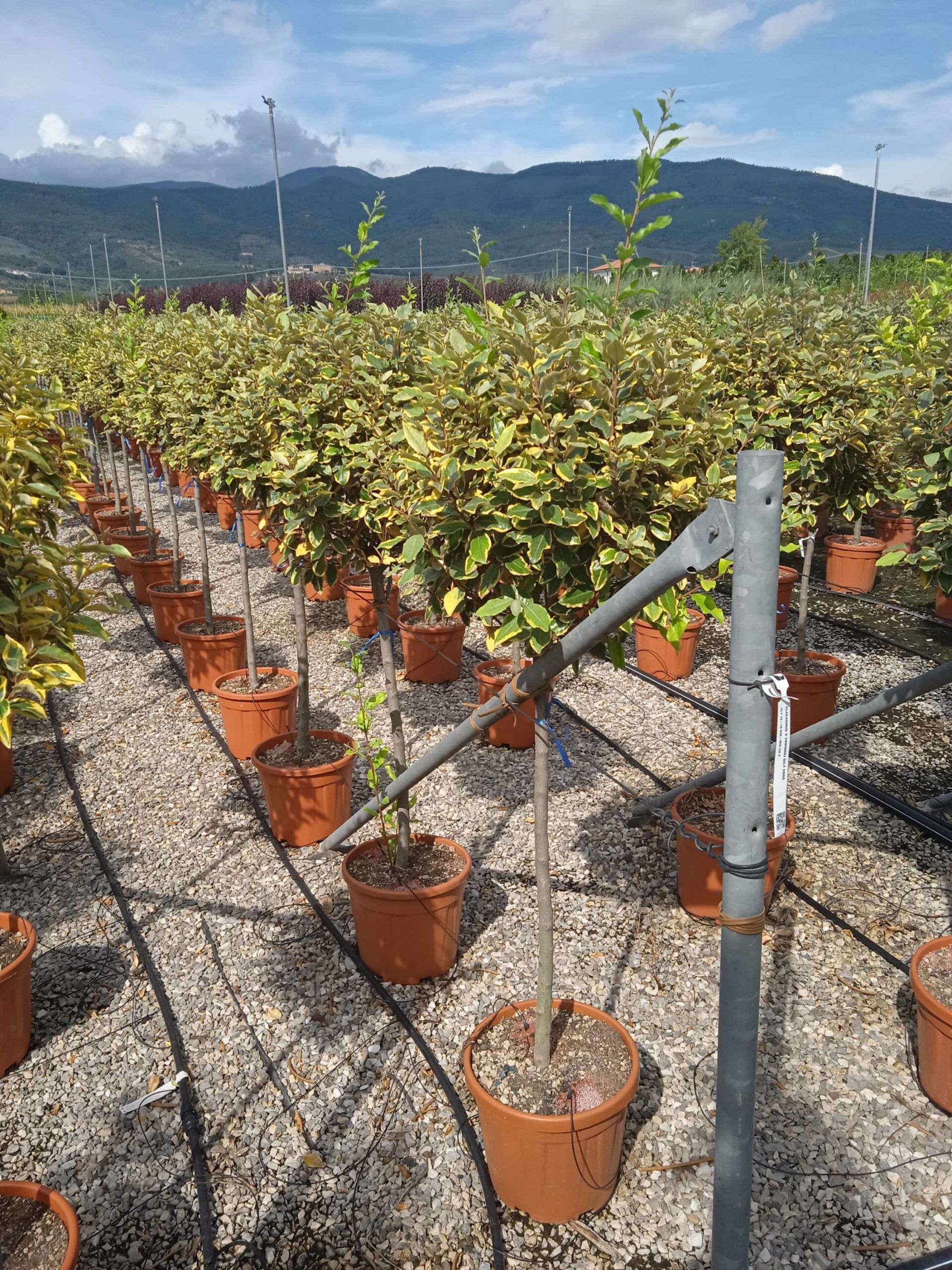 1662039161 scaled d6498188