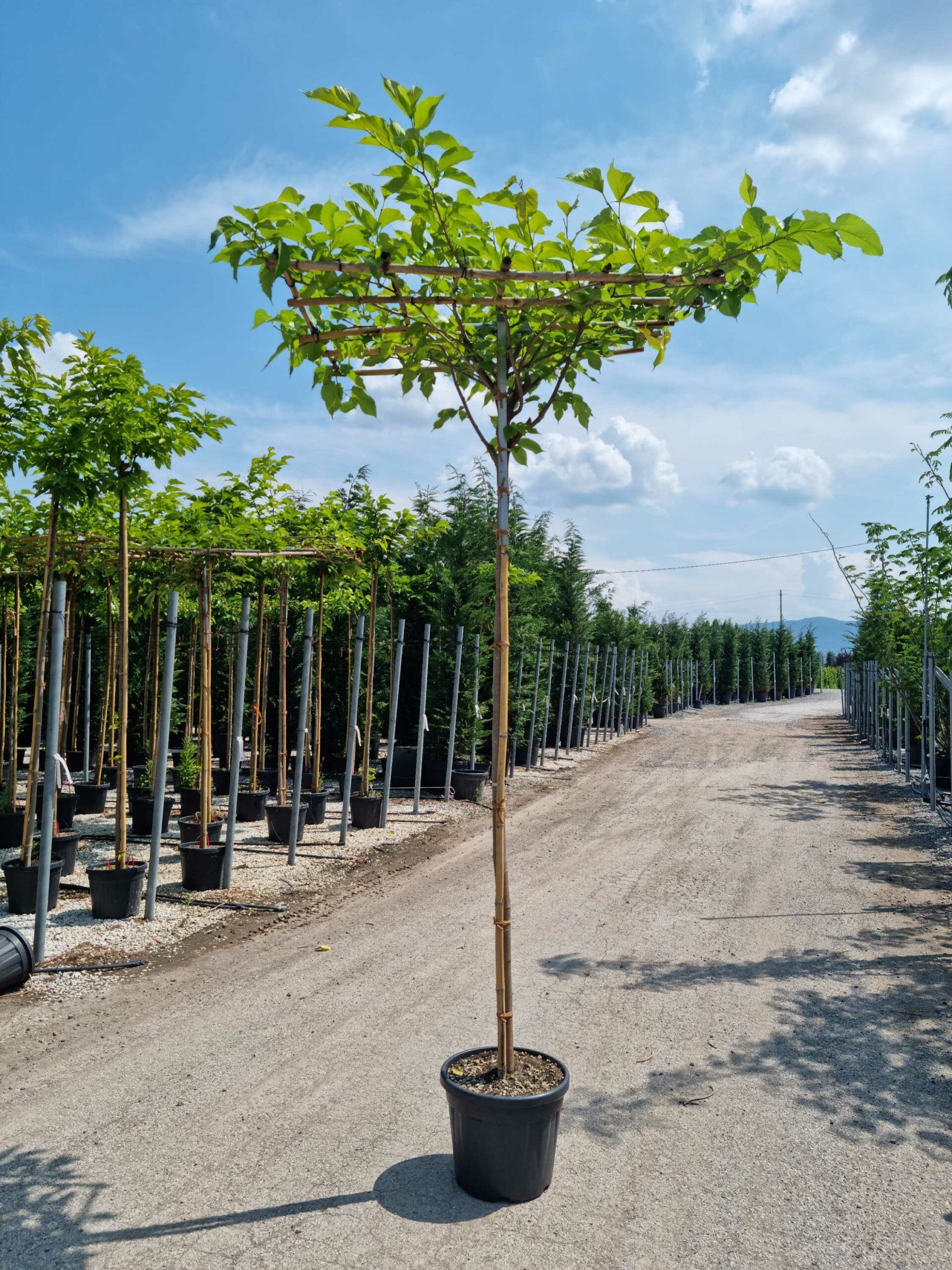 1685368336 scaled d66b0385