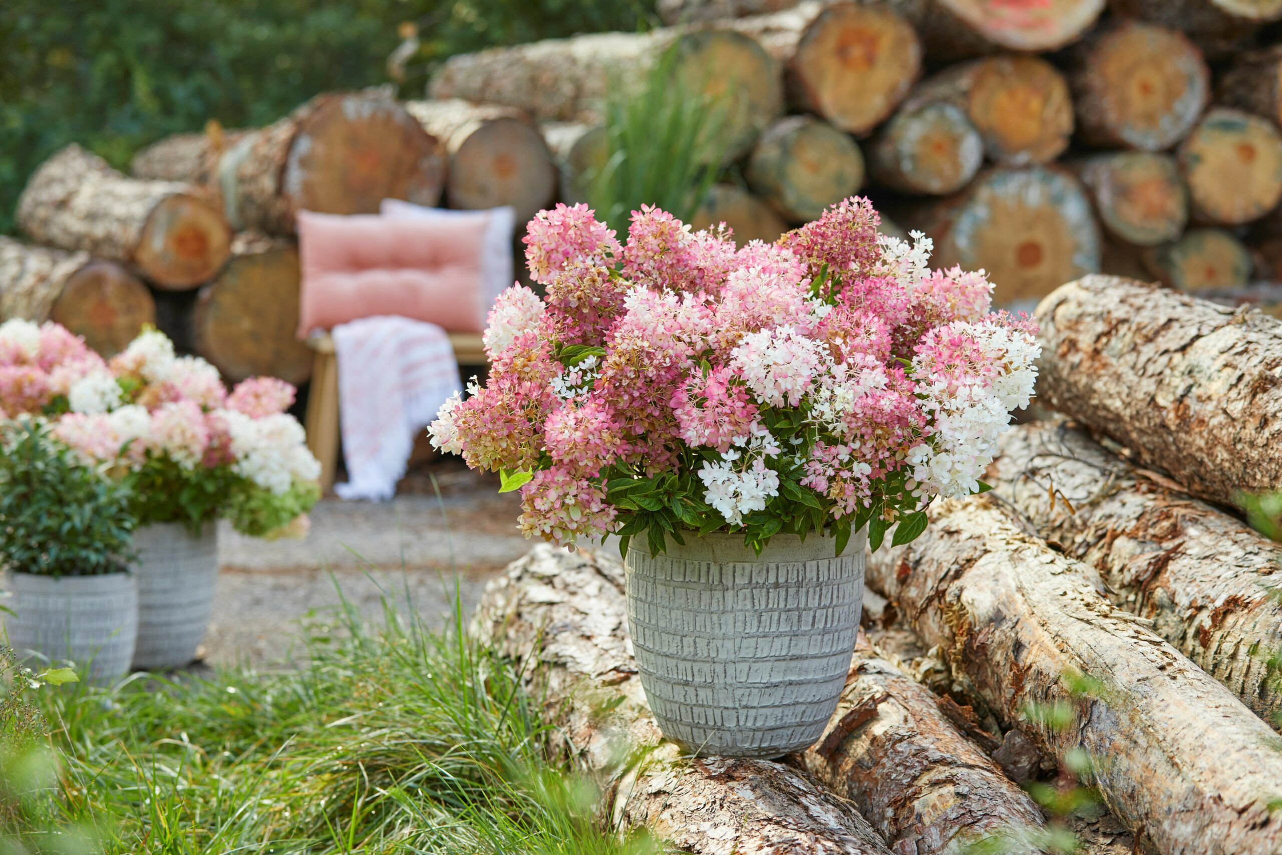 Hydrangea Groundbreaker 25 scaled d6ad08f9