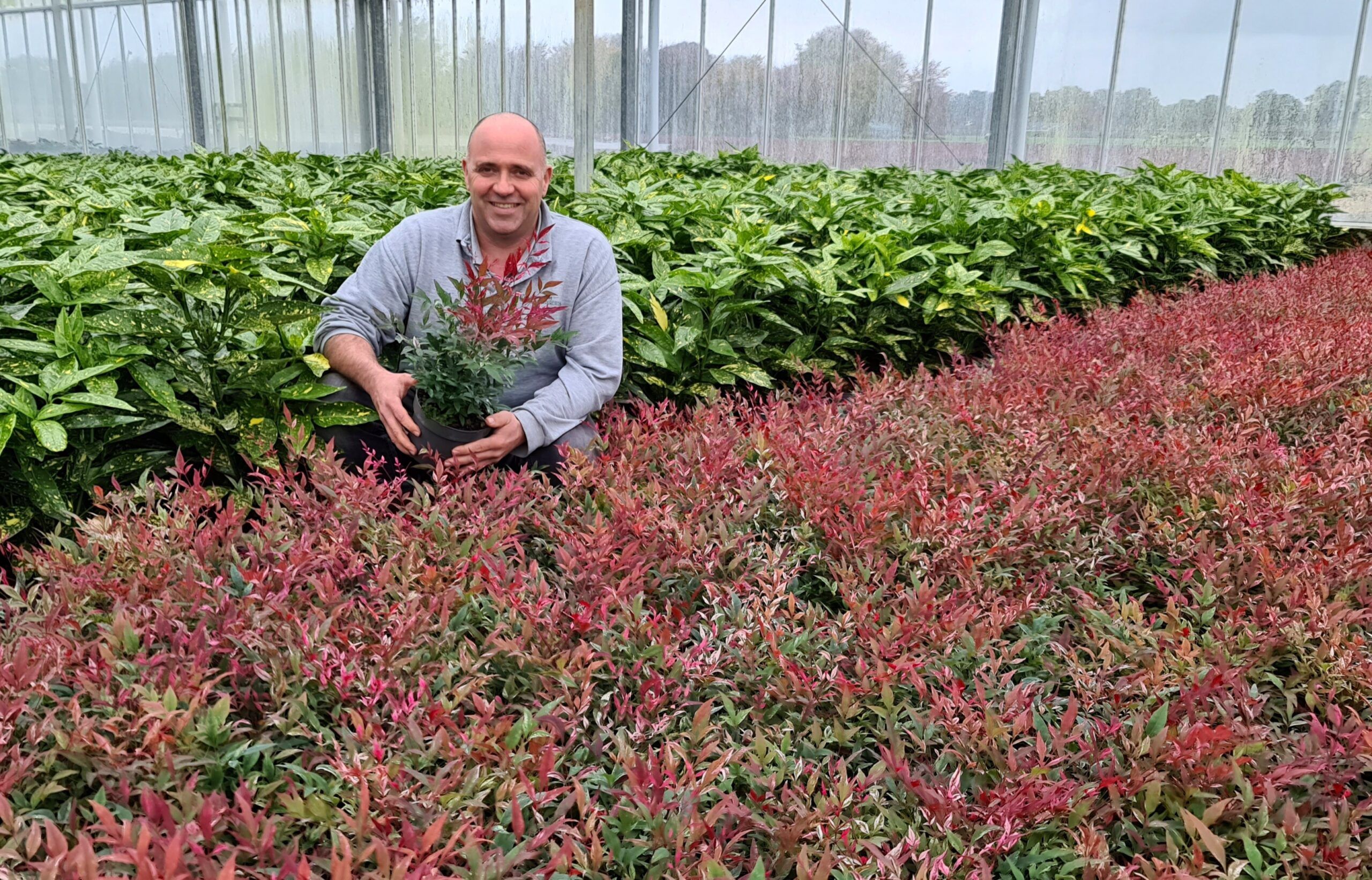 NANDINA domestica 'Red Light' ®