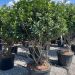 1661591187 OSMANTHUS FORTUNEI 150 175 d7008062