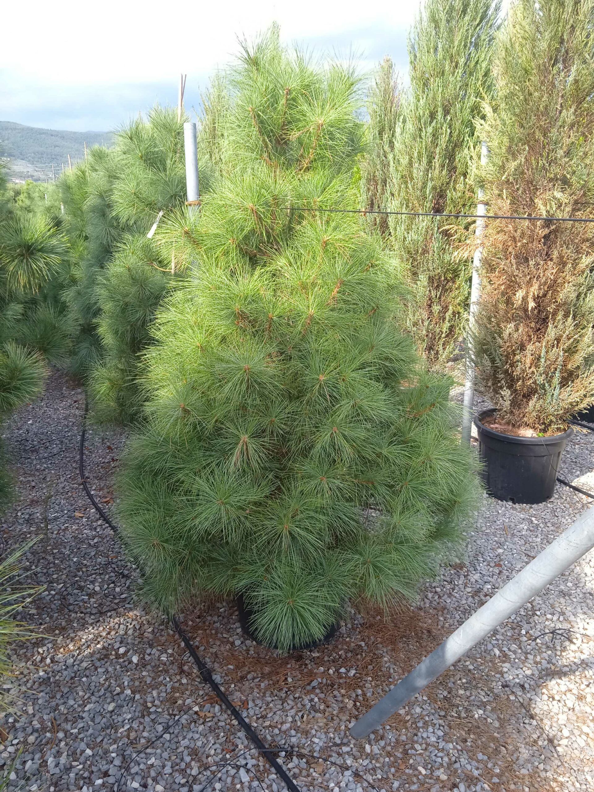 1662129026 scaled d73e671b