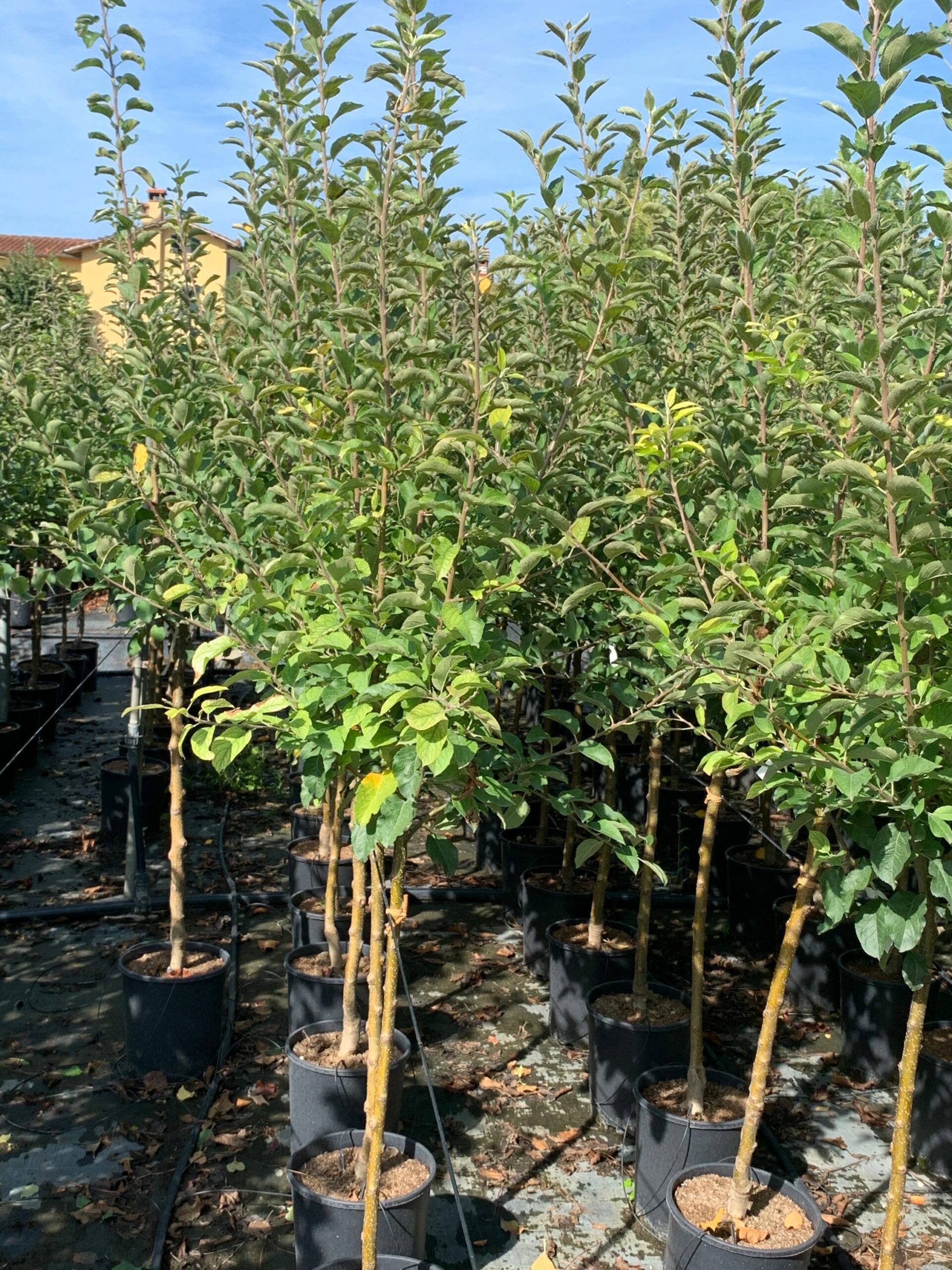 1662366817 scaled d7bcf75e