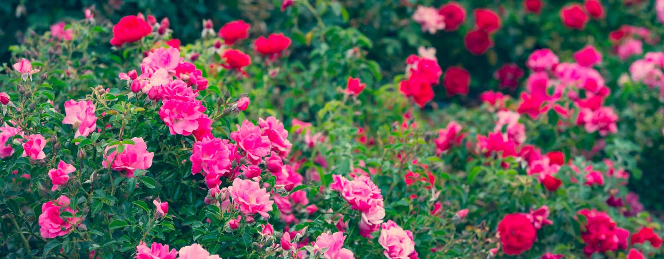 Le rose di Joséphine: imperatrice e botanica