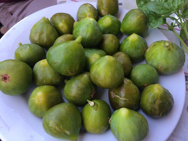 gustis ficcolino 2 d7038551